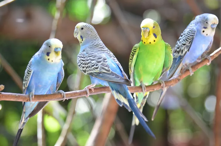 birds as pet