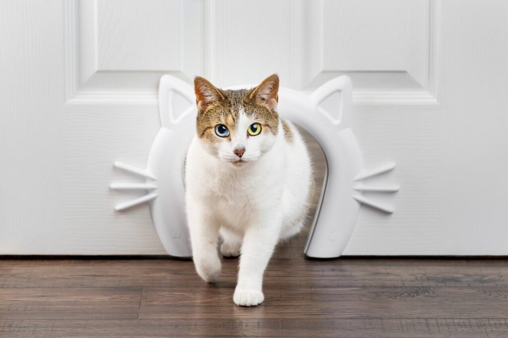 indoor doors and accesses for pets