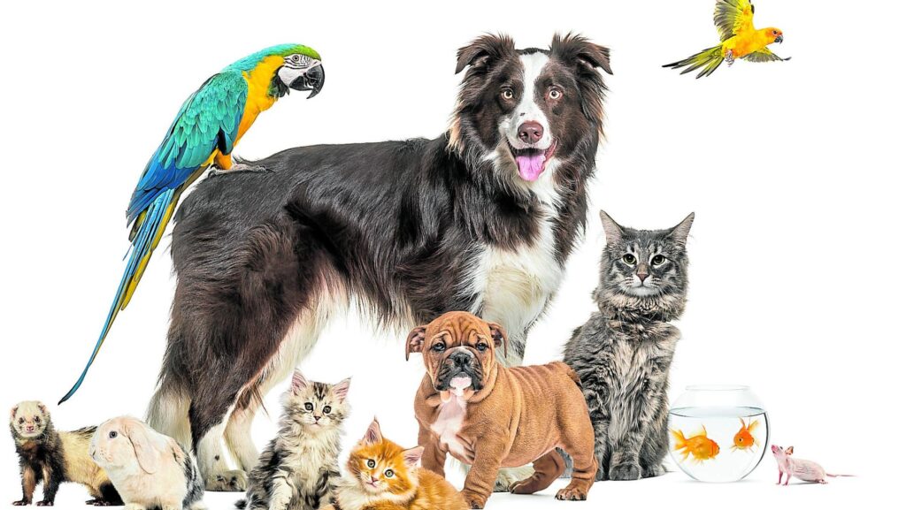 Pet´s most common species