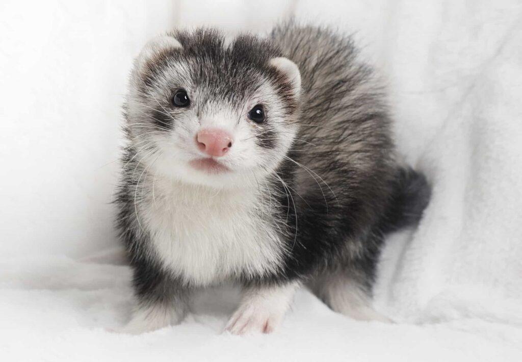 Pet rodents